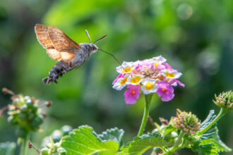 Hummingbird hawkmoths may have their own version of being left-handed or right-handed