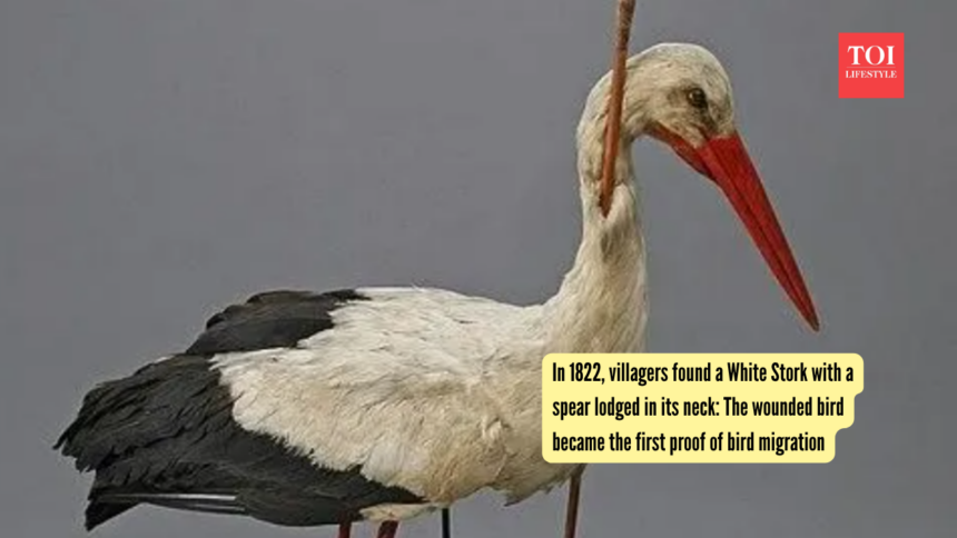 In 1822, villagers found a White Stork with a spear lodged in its neck: The wounded bird became the first proof of bird migra
