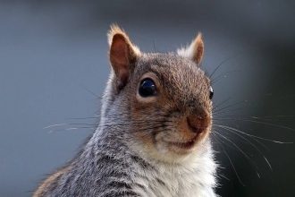In 1876, a silk merchant released two American grey squirrels into his English park as ornamental animals. Today, Britain is