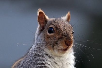 In 1876, a silk merchant released two American grey squirrels into his English park as ornamental animals. Today, Britain is
