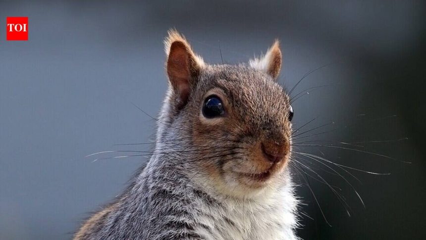 In 1876, a silk merchant released two American grey squirrels into his English park as ornamental animals. Today, Britain is