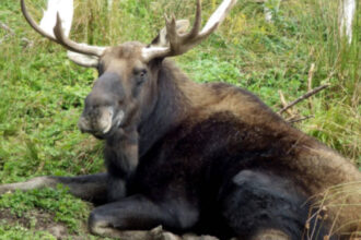 In 1904, Newfoundland released four moose to attract hunters; their population later reached 200,000 and began reshaping the