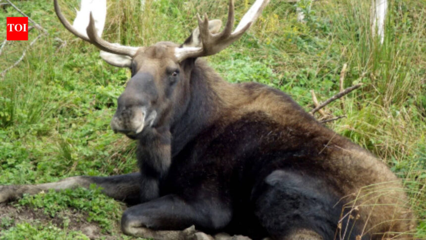 In 1904, Newfoundland released four moose to attract hunters; their population later reached 200,000 and began reshaping the