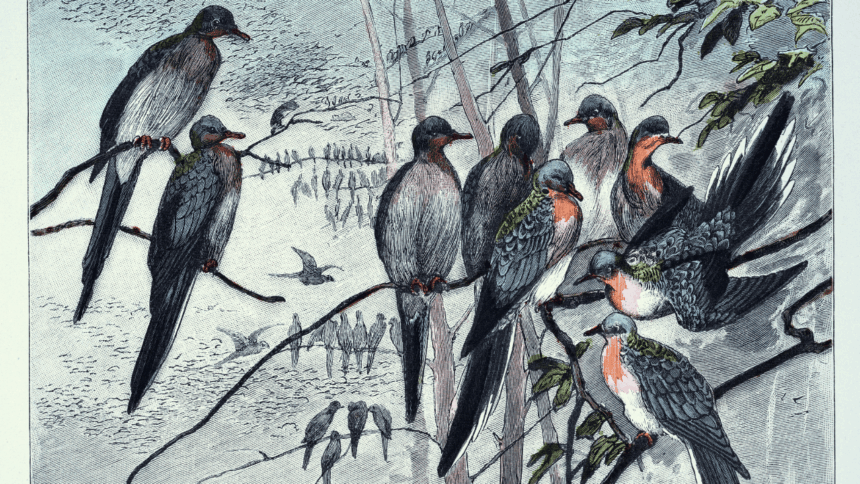 In 1914, the passenger pigeon disappeared after once filling North American skies, becoming one of history’s greatest wildl
