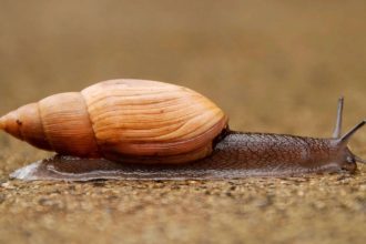 In 1955, Hawaii released a cannibal snail to control another invasive snail, but the predator…