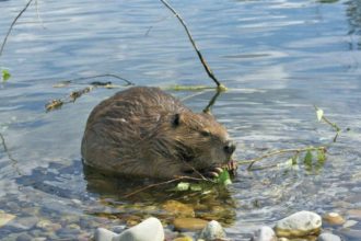 In 1980, Mount St Helens buried a river valley in volcanic sediment. Then 58 beavers helped turn the wasteland into a thrivin