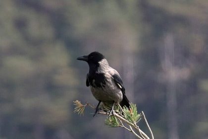 In Canada, there is a city where crows dive-bomb pedestrians every spring, so residents created a map of attack zones