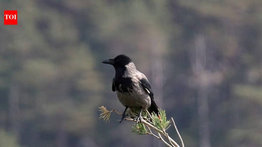 In Canada, there is a city where crows dive-bomb pedestrians every spring, so residents created a map of attack zones