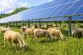 In Massachusetts, sheep came to a solar farm looking for shade and ended up mowing the grass beneath the panels, turning clea