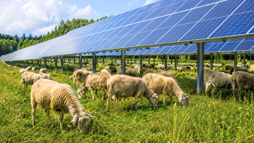 In Massachusetts, sheep came to a solar farm looking for shade and ended up mowing the grass beneath the panels, turning clea
