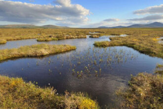 In the 1980s, Scotland planted commercial trees across parts of a 9,000-year-old peatland