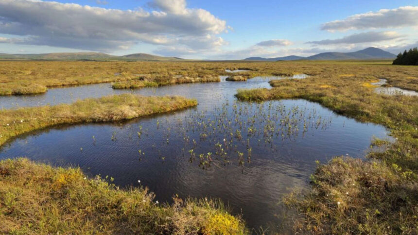 In the 1980s, Scotland planted commercial trees across parts of a 9,000-year-old peatland