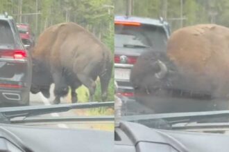 In Yellowstone National Park, viral video shows bison popping a car's tyre: Know how it happened