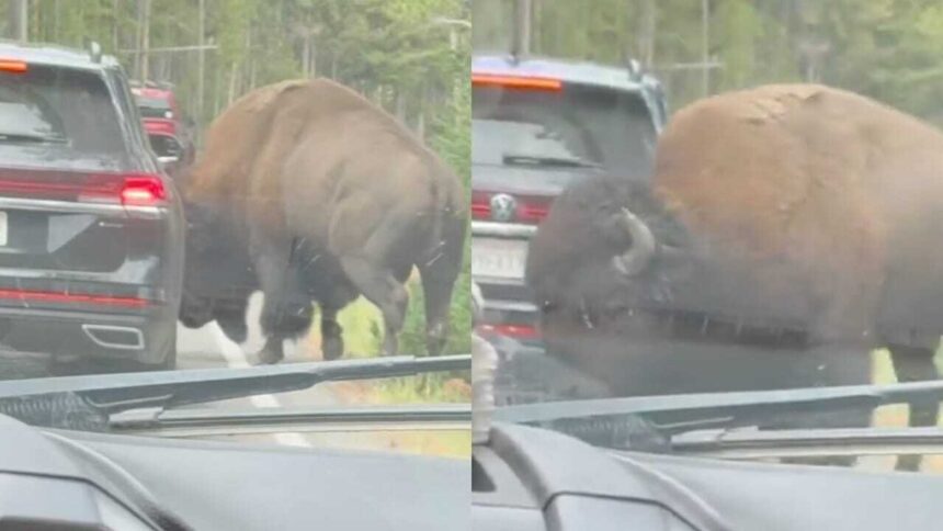 In Yellowstone National Park, viral video shows bison popping a car's tyre: Know how it happened