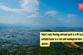 India's only floating national park is a 40-sq-km wetland home to a rare and endangered deer species
