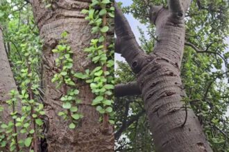 Is this a giant jade plant? A viral 100-year-old succulent from Australia has the internet divided