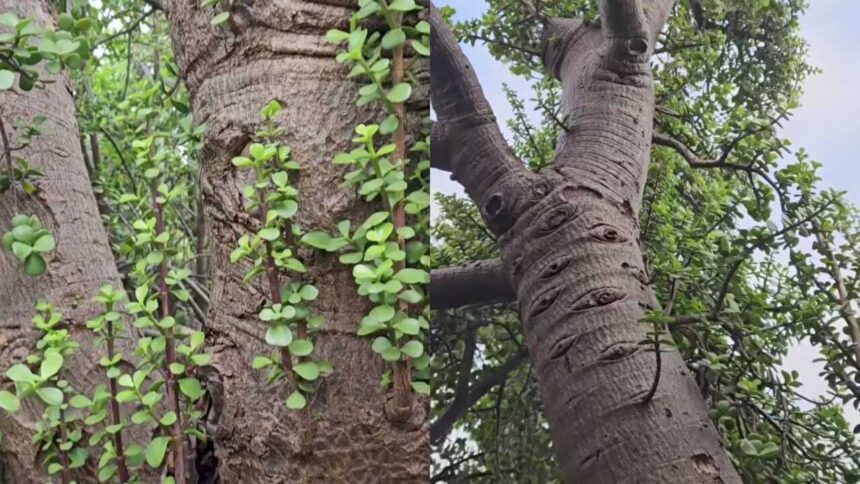 Is this a giant jade plant? A viral 100-year-old succulent from Australia has the internet divided