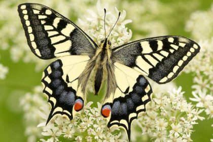 It has bright yellow wings and looks familiar, but this rare British butterfly is unlike any other, DNA reveals