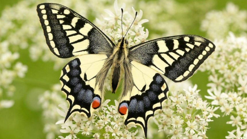 It has bright yellow wings and looks familiar, but this rare British butterfly is unlike any other, DNA reveals