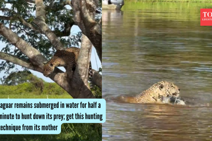 Jaguar remains submerged in water for half a minute to hunt down its prey; get this hunting technique from its mother