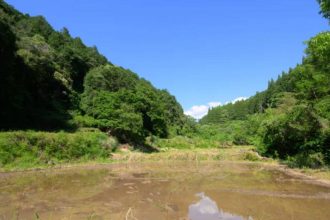 Japan’s abandoned rice fields are being restored into year-round wetlands to replenish groundwater and bring back frogs, dr
