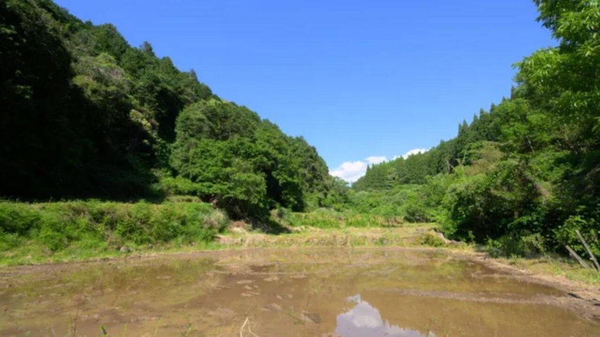 Japan’s abandoned rice fields are being restored into year-round wetlands to replenish groundwater and bring back frogs, dr