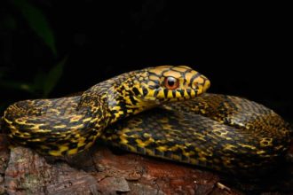 King Ratsnake eats deadly cobras and vipers; genome mapping reveals how it survives venom