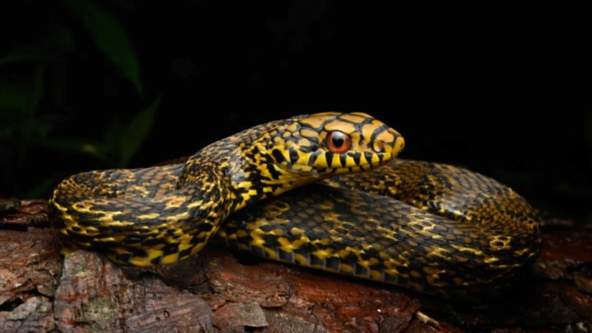 King Ratsnake eats deadly cobras and vipers; genome mapping reveals how it survives venom
