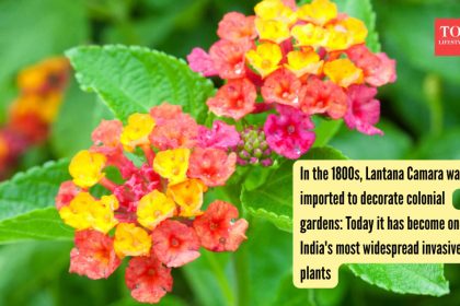 Lantana Threatens Forests: invasive shrub carpets 40% of habitat; removal costs 14 lakh/sq. km
