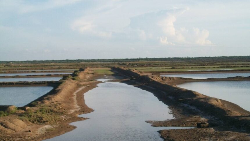 Locals stall drive to demolish illegal shrimp farms in Bhitarkanika