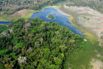 Logging usually destroys rainforests, but this Guatemala system is producing opposite result