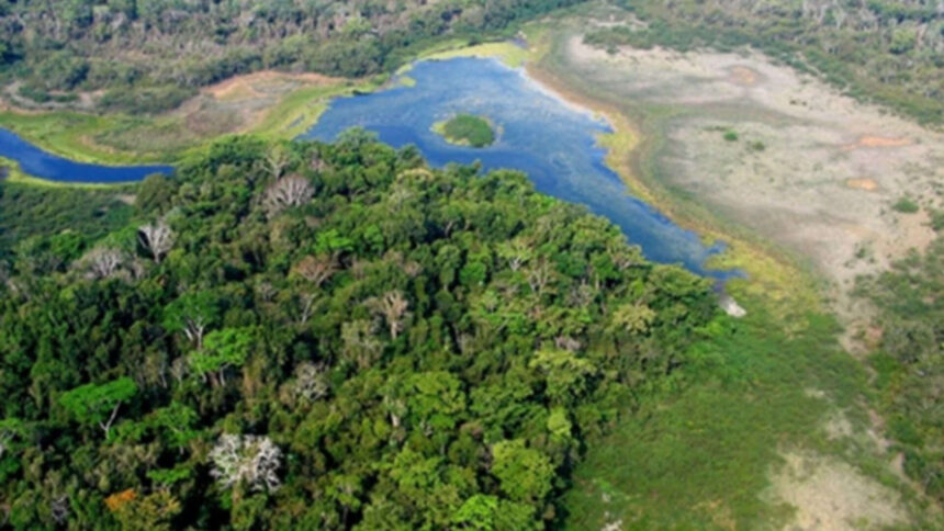 Logging usually destroys rainforests, but this Guatemala system is producing opposite result