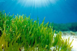 Mediterranean seagrass survives in dim seabed light by expanding its photosynthetic antenna