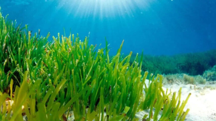 Mediterranean seagrass survives in dim seabed light by expanding its photosynthetic antenna