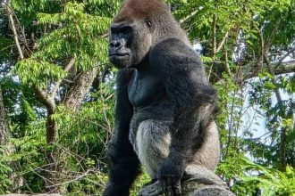 ‎Meet Bakari, the 21-year-old gorilla chosen to lead Disney's famous troop after the death of its longtime silverback