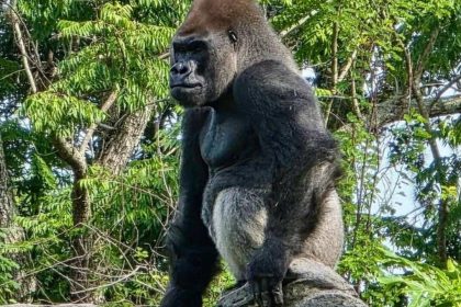 ‎Meet Bakari, the 21-year-old gorilla chosen to lead Disney's famous troop after the death of its longtime silverback