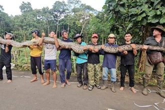 Meet 'Ibu Baron': Giant python in Indonesia confirmed as the longest wild snake ever officially measured