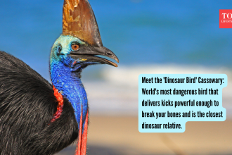 Meet the 'Dinosaur Bird' Cassowary: World's most dangerous bird that delivers kicks powerful enough to break your bones and i
