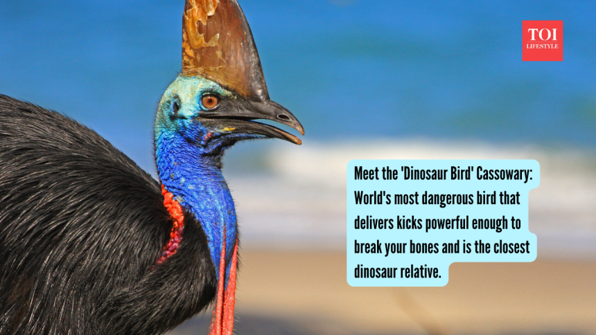 Meet the 'Dinosaur Bird' Cassowary: World's most dangerous bird that delivers kicks powerful enough to break your bones and i