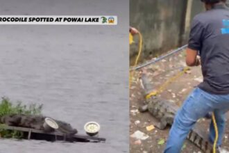 Mumbai's Powai Lake is becoming this monsoon's most unexpected wildlife attraction, thanks to the Mugger crocodiles emerging