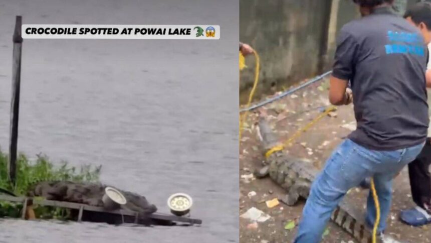 Mumbai's Powai Lake is becoming this monsoon's most unexpected wildlife attraction, thanks to the Mugger crocodiles emerging
