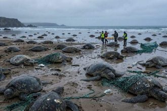 Nearly 150 turtles washed ashore after a brutal Canadian winter
