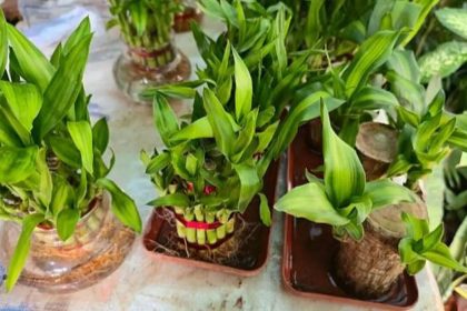 No seeds needed: 7 Indoor plants that grow easily from stem cuttings