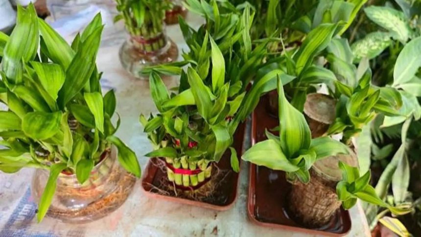 No seeds needed: 7 Indoor plants that grow easily from stem cuttings