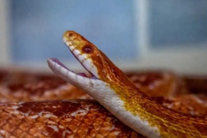 Not all snakes slither sideways: 7 snake species that can move in a surprisingly straight line