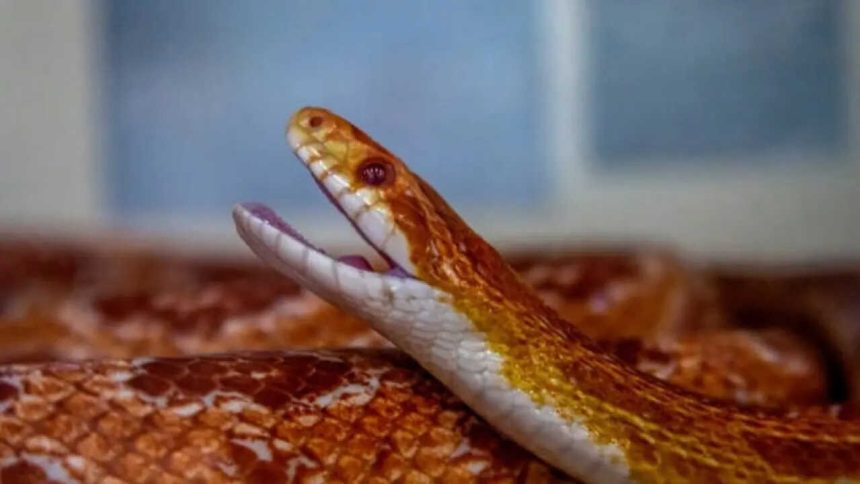 Not all snakes slither sideways: 7 snake species that can move in a surprisingly straight line