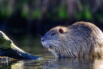 One of the world's largest rodents was imported for fur farming in North America; today it's devastating wetlands and riverba