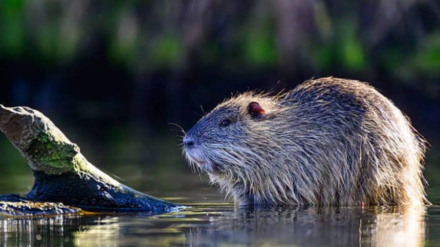One of the world's largest rodents was imported for fur farming in North America; today it's devastating wetlands and riverba