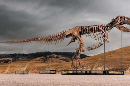 One of the world's largest T. rex skeletons is heading to auction with a price tag of up to $30 million