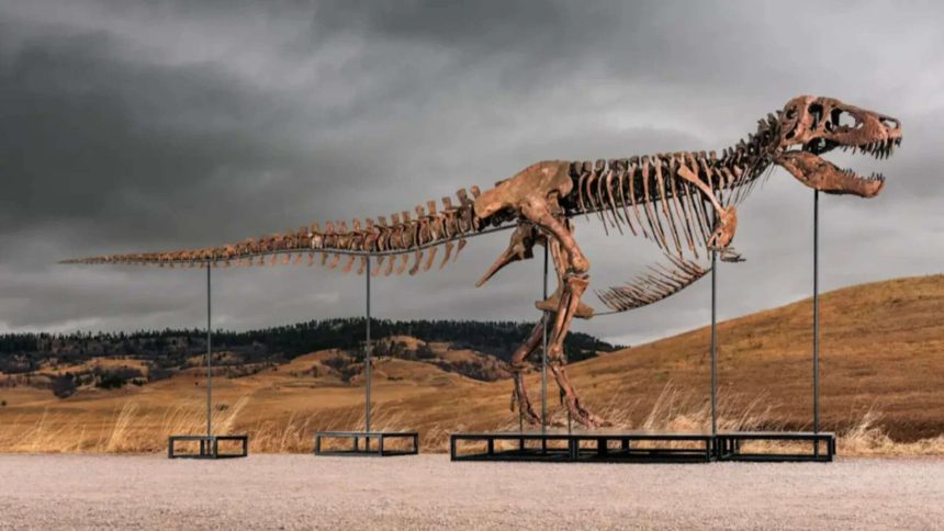 One of the world's largest T. rex skeletons is heading to auction with a price tag of up to $30 million